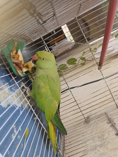 talking parrot