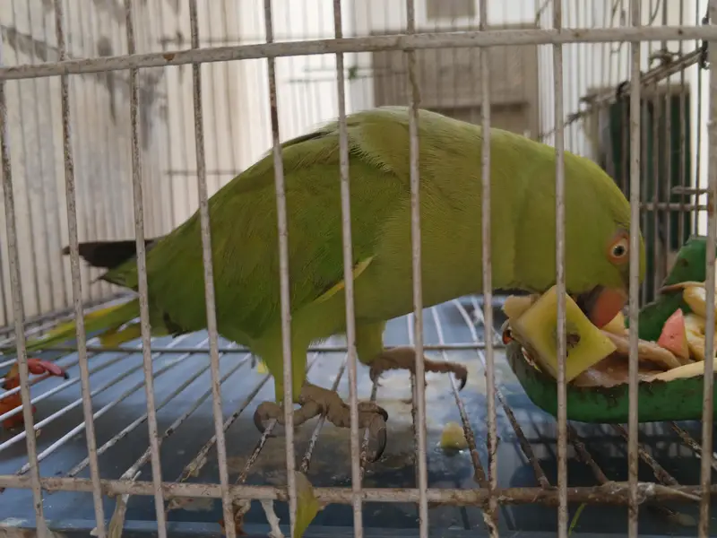 talking parrot — photo 2