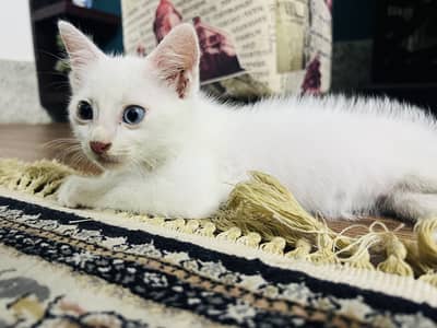 Domestic shorthair (Turkish Angora)