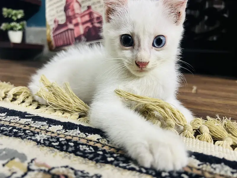 Domestic shorthair (Turkish Angora) — photo 3