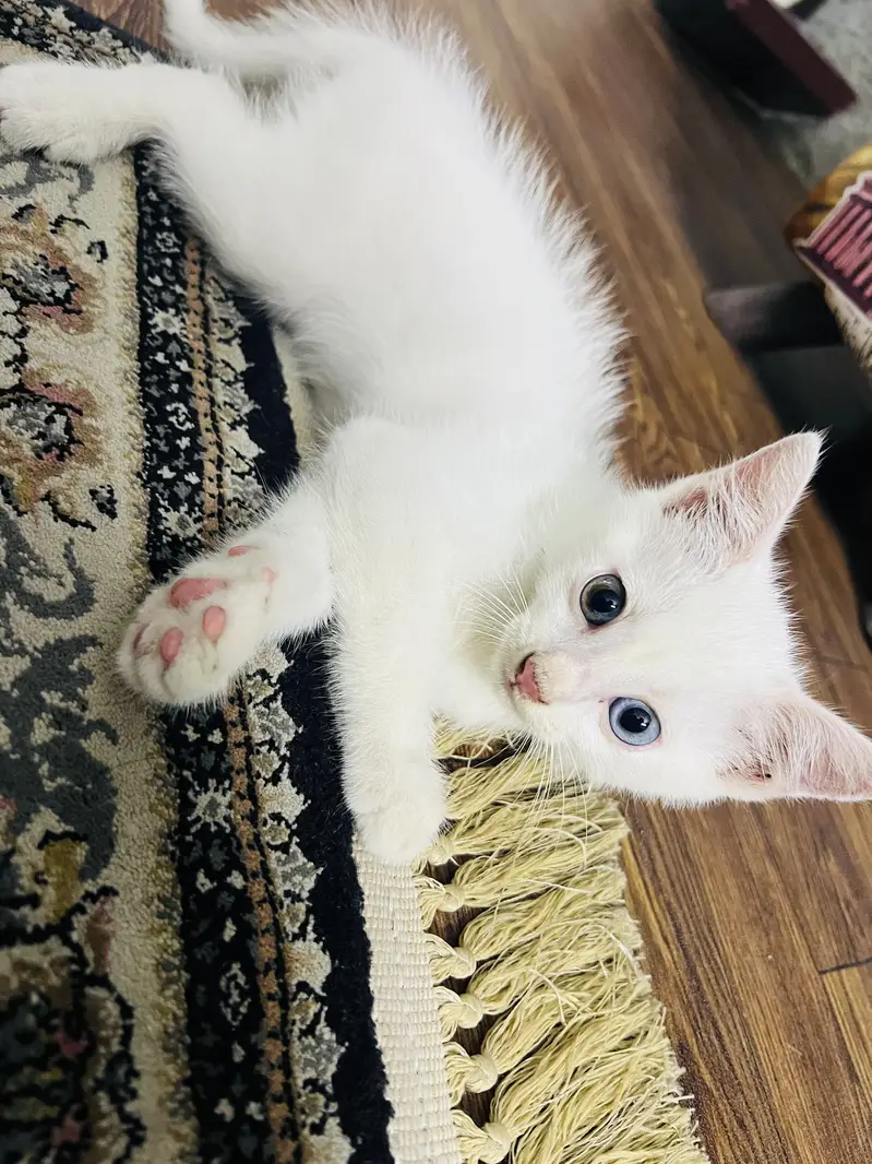 Domestic shorthair (Turkish Angora) — photo 5