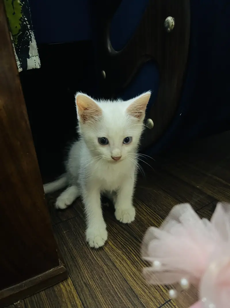 Domestic shorthair (Turkish Angora) — photo 6
