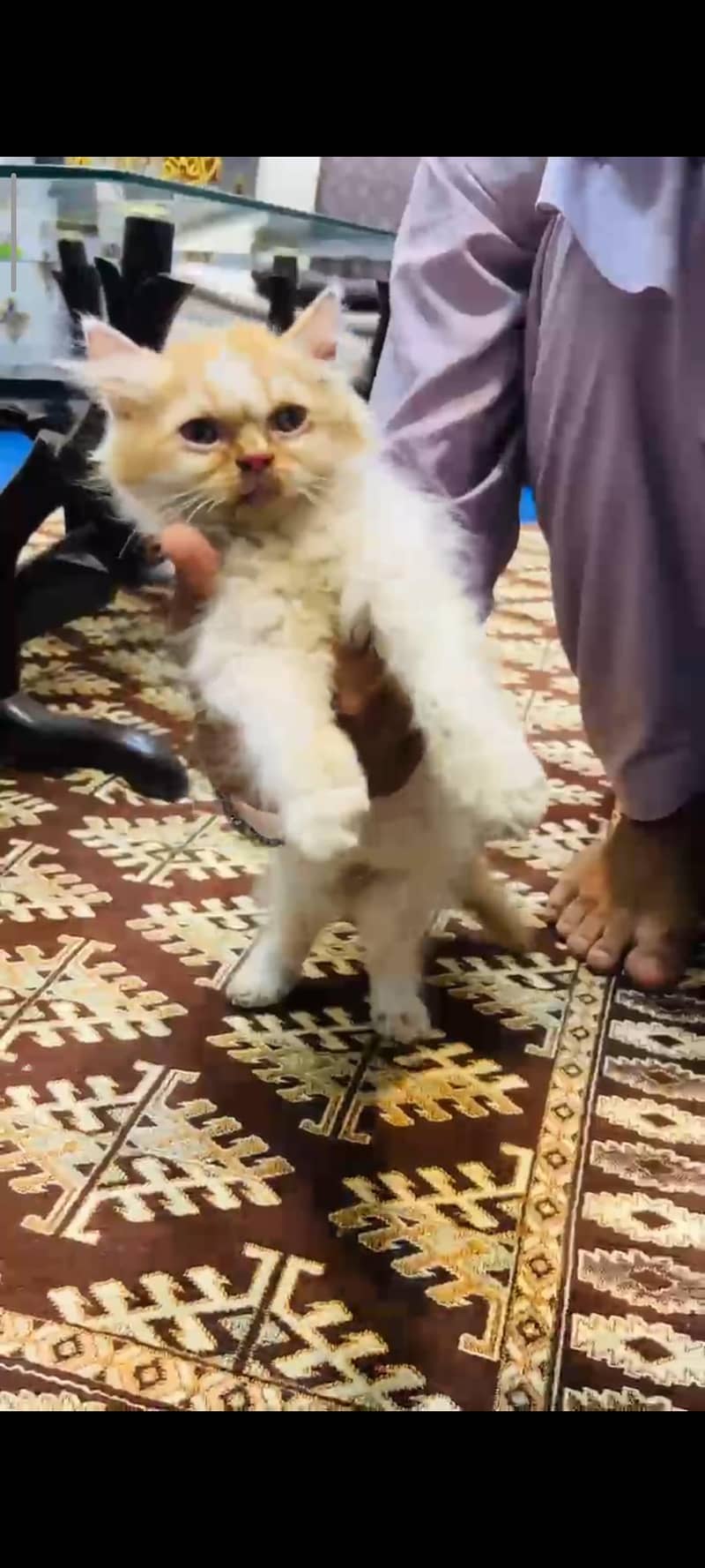 Persian 0