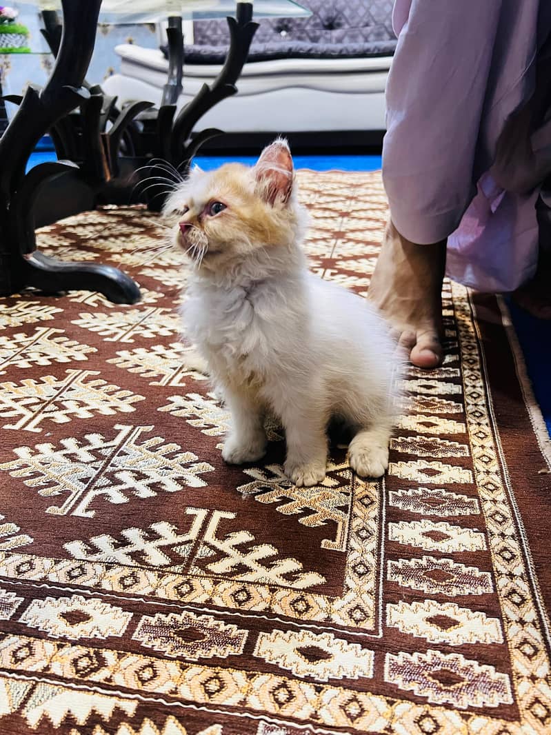 Persian 1