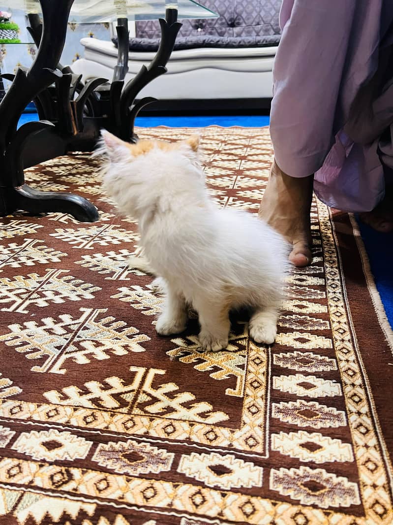 Persian 2