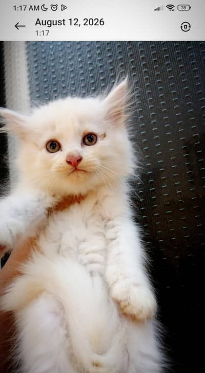 Persian kittens (rate may Kami ho Jaye gi)