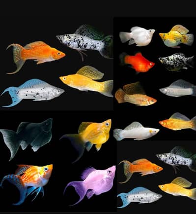 Molly Fish Guppy Fish Tetra Fish Danio Fish Available