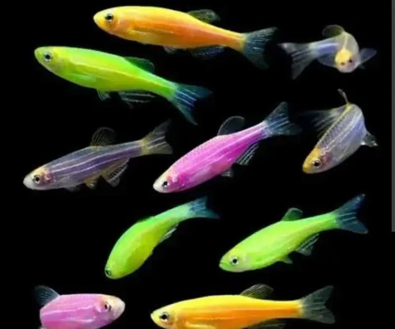 Molly Fish Guppy Fish Tetra Fish Danio Fish Available — photo 2