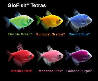 Molly Fish Guppy Fish Tetra Fish Danio Fish Available — photo 3