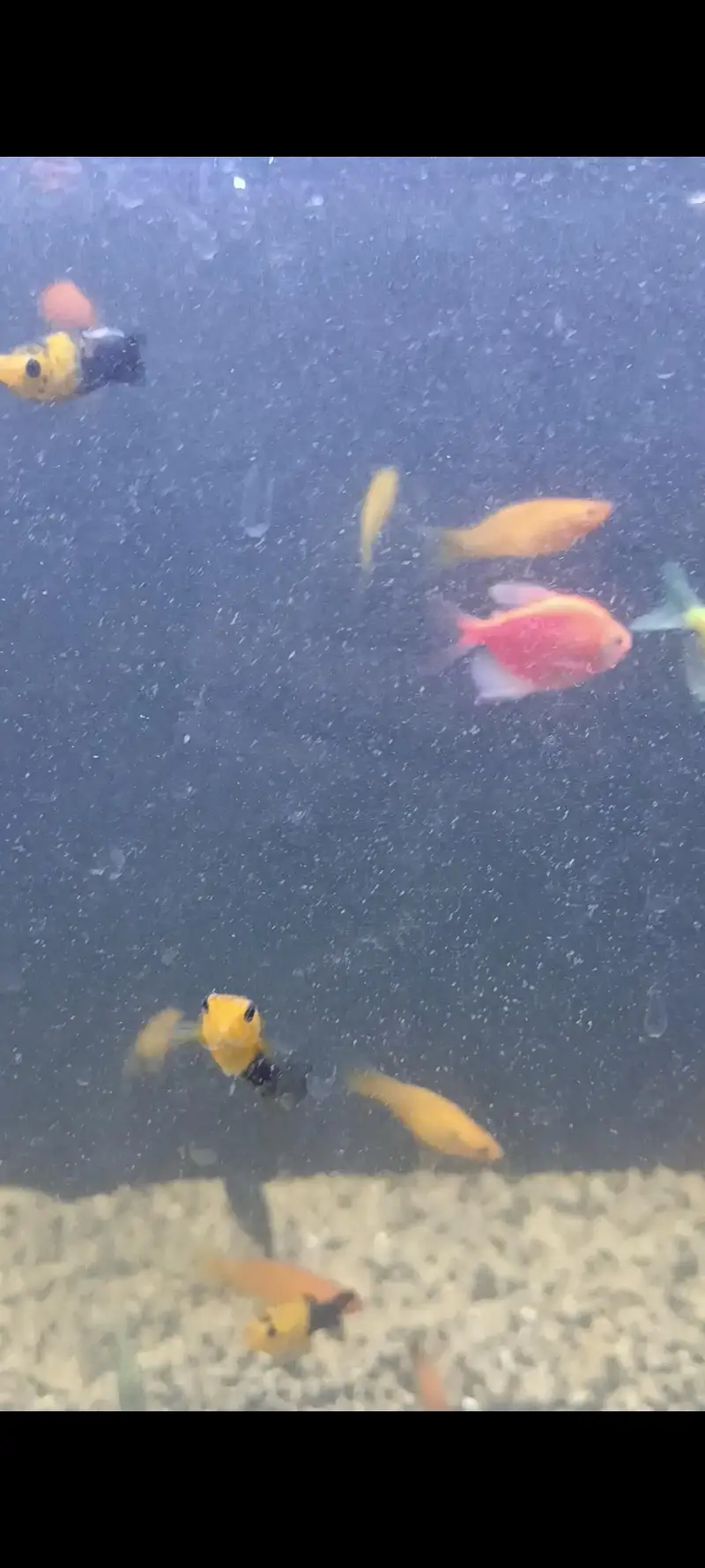 Molly Fish Guppy Fish Tetra Fish Danio Fish Available — photo 4