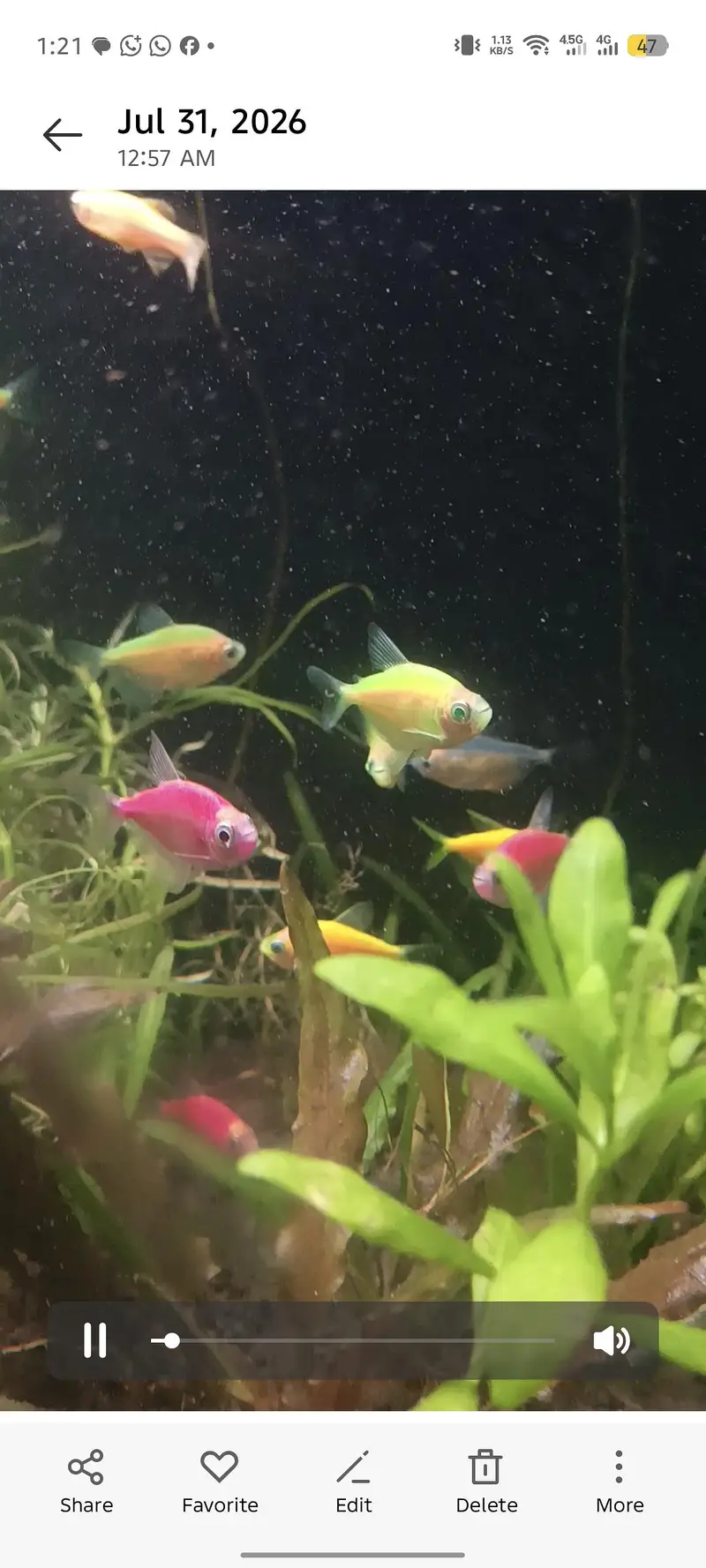 Molly Fish Guppy Fish Tetra Fish Danio Fish Available — photo 5
