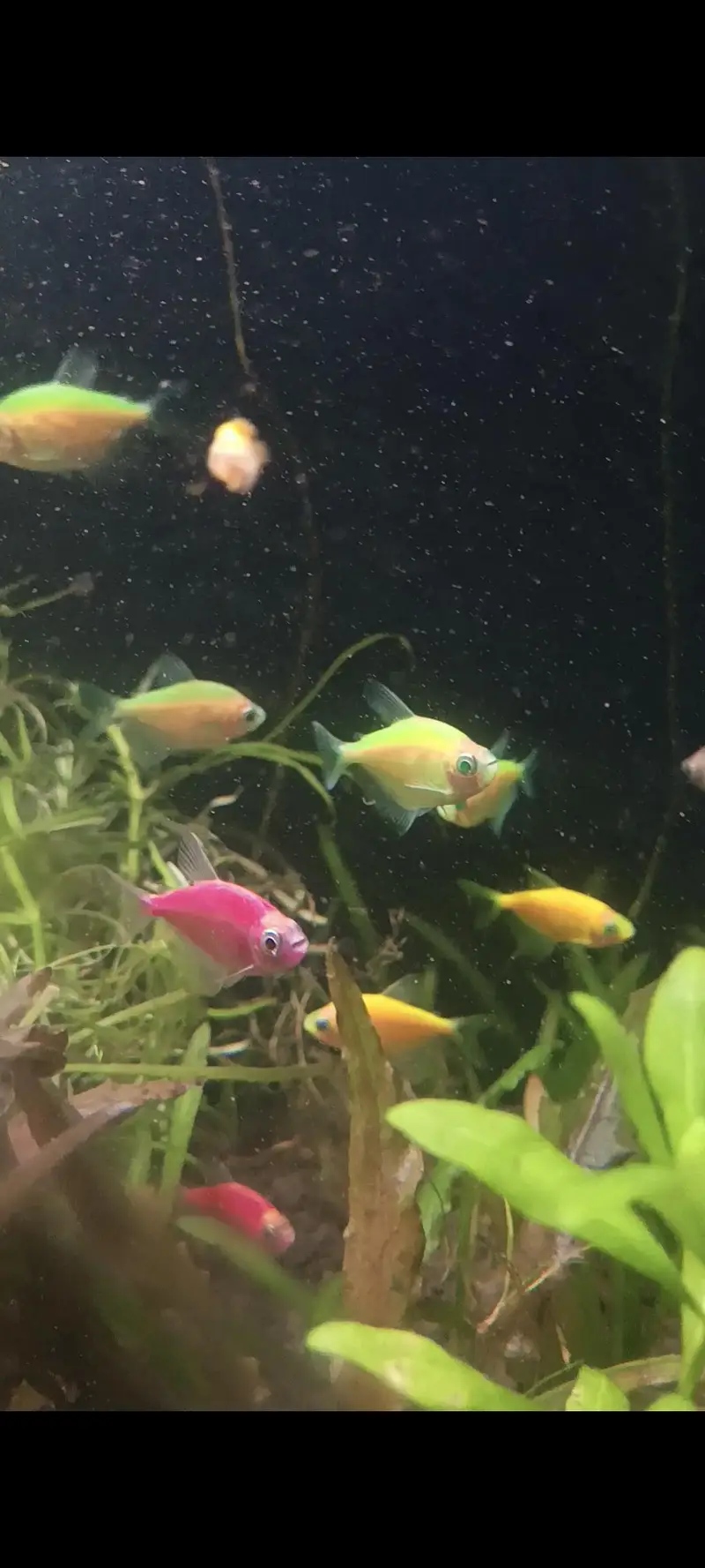 Molly Fish Guppy Fish Tetra Fish Danio Fish Available — photo 6