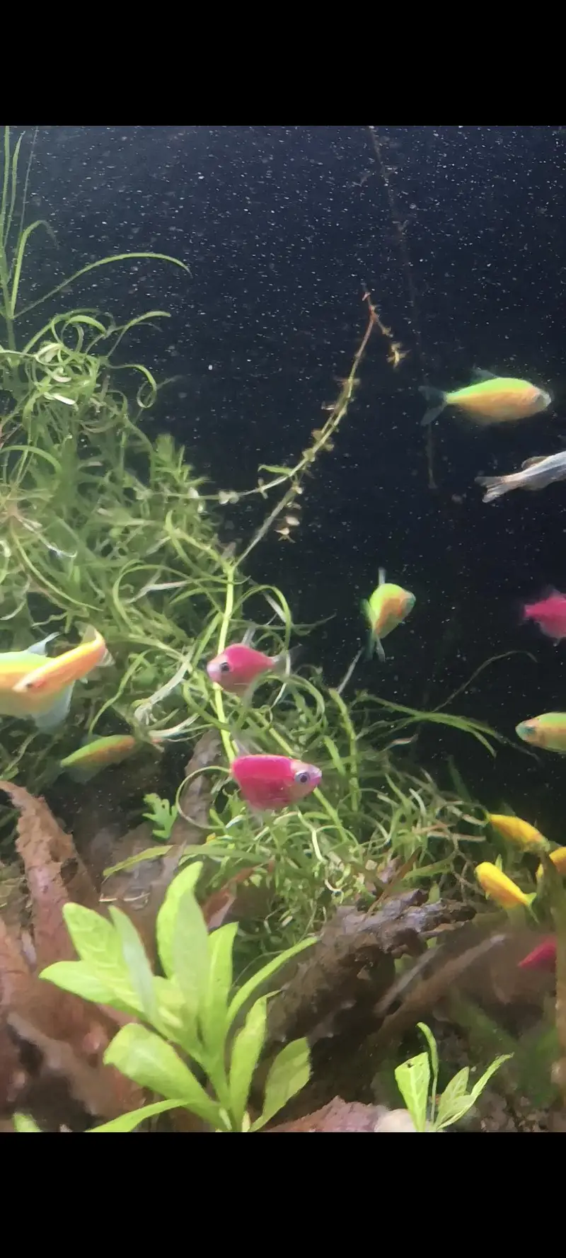 Molly Fish Guppy Fish Tetra Fish Danio Fish Available — photo 7
