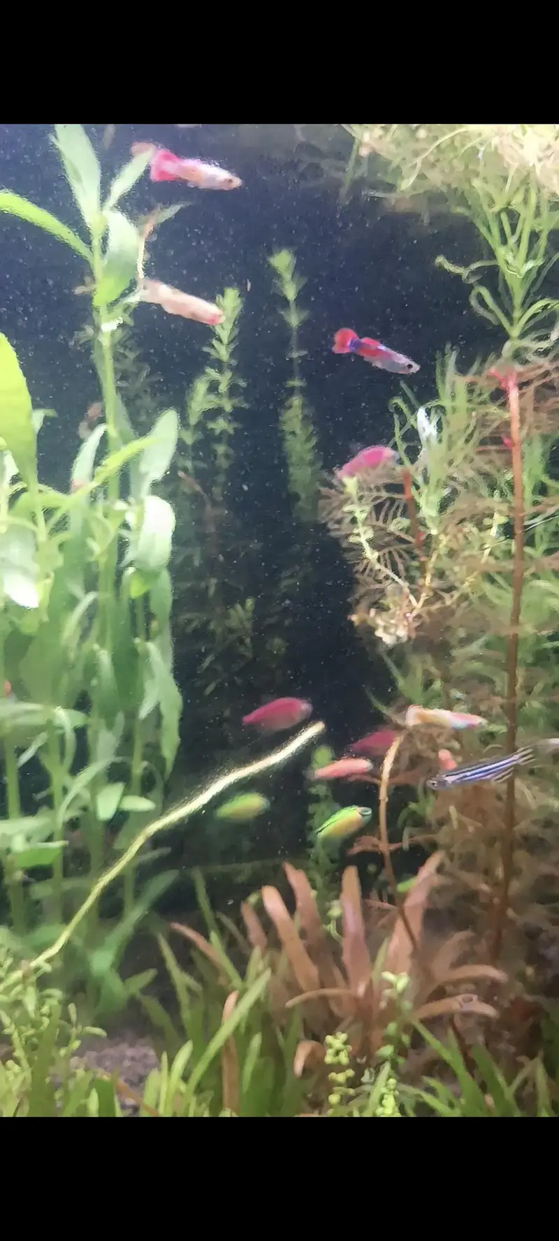 Molly Fish Guppy Fish Tetra Fish Danio Fish Available — photo 8