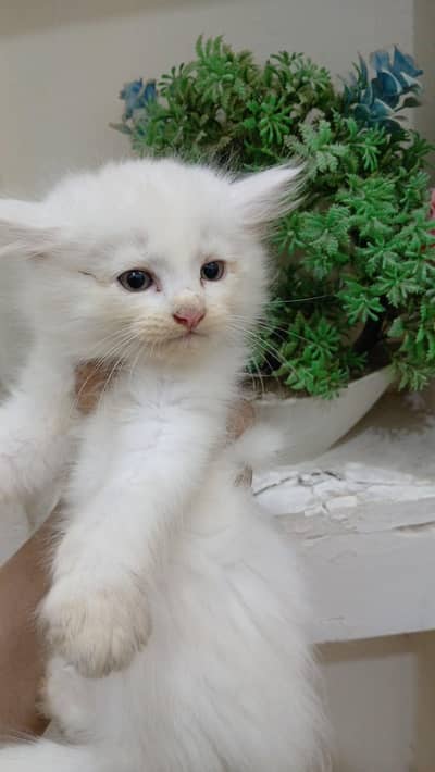 Persian kitten (discount ho jaye ga)