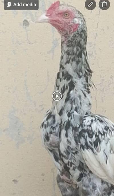 Heera Breeder Heeri pathi & Cheena patha
