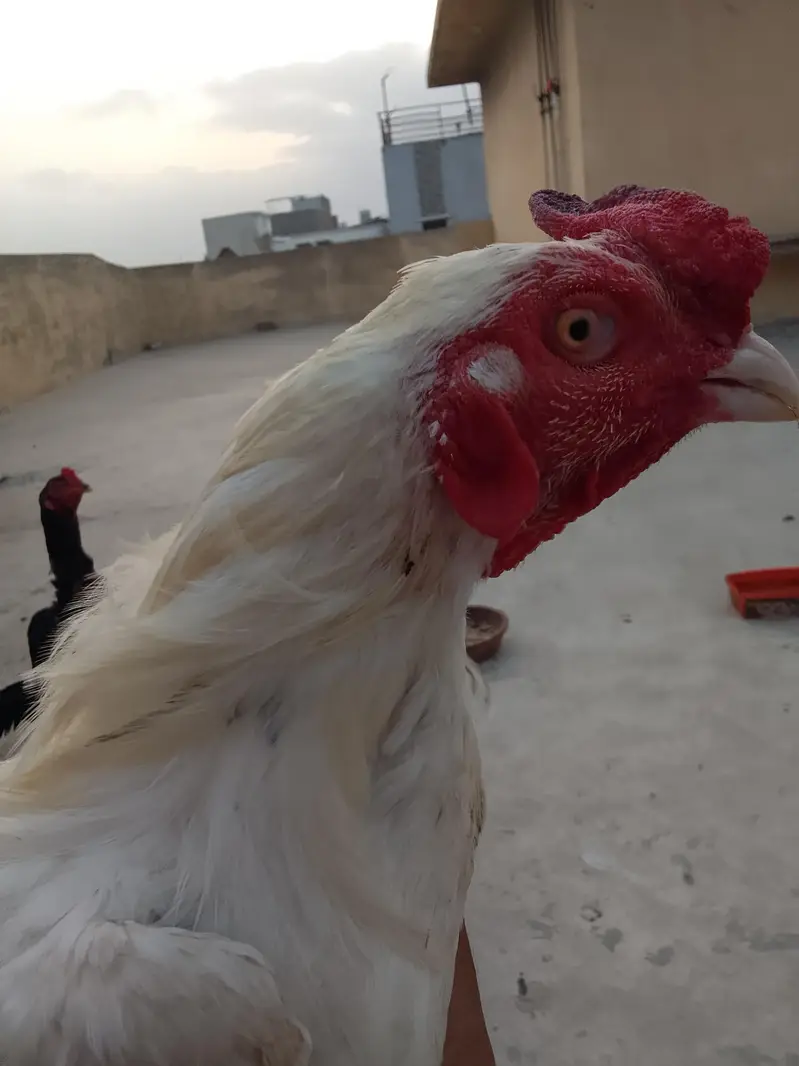 Heera Breeder Heeri pathi & Cheena patha — photo 2