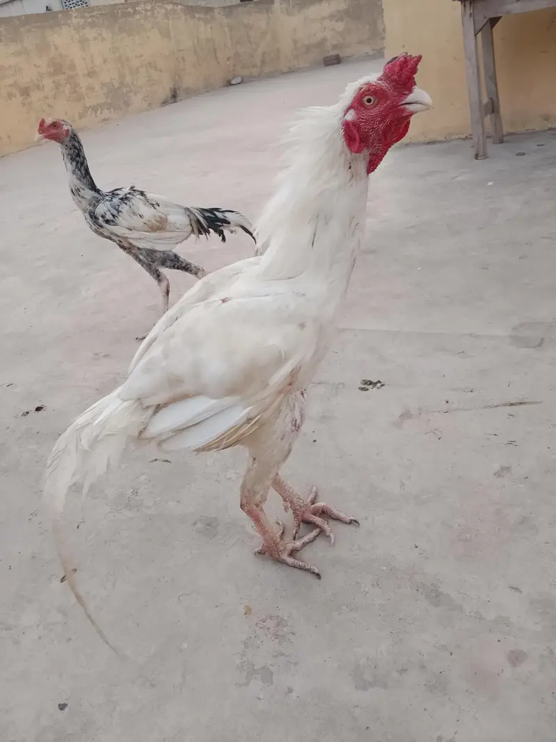 Heera Breeder Heeri pathi & Cheena patha — photo 3