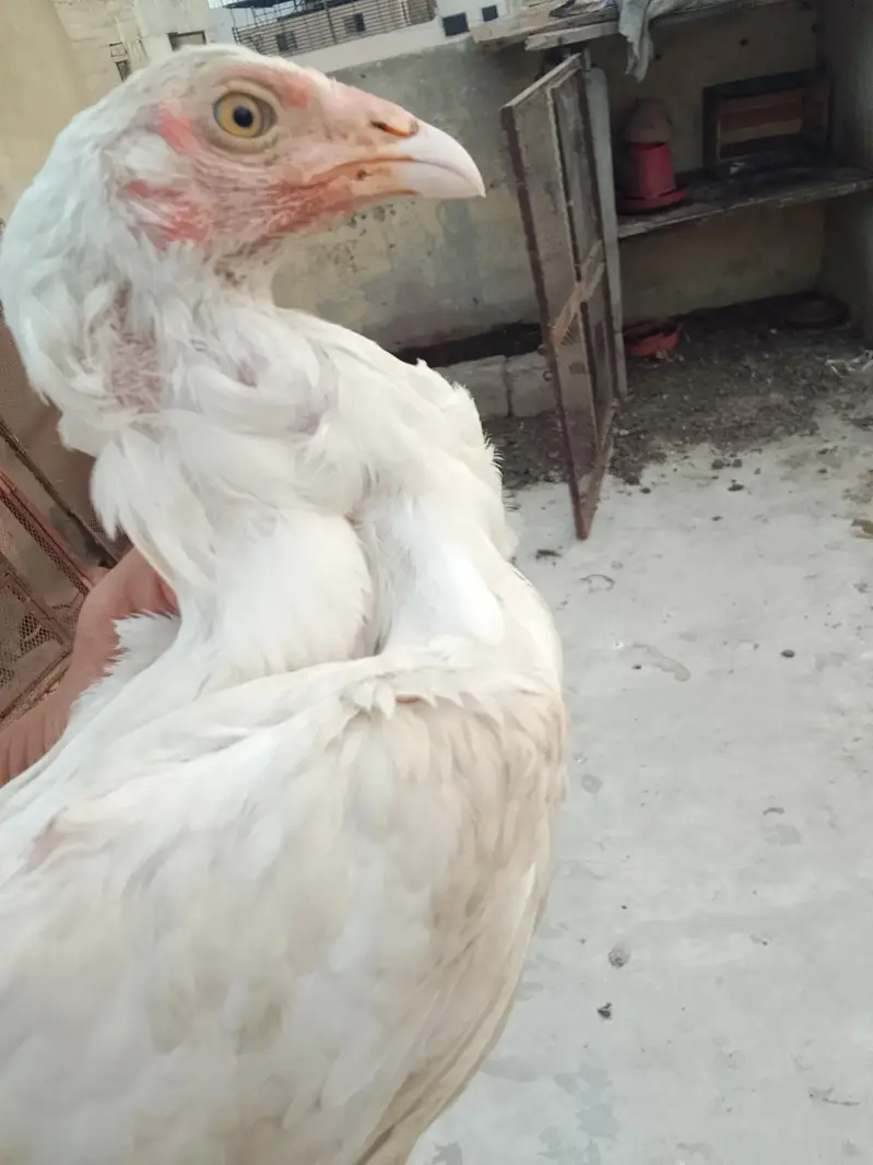 Heera Breeder Heeri pathi & Cheena patha — photo 4