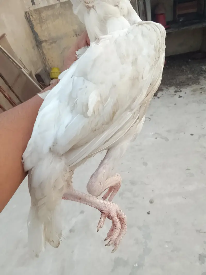 Heera Breeder Heeri pathi & Cheena patha — photo 5