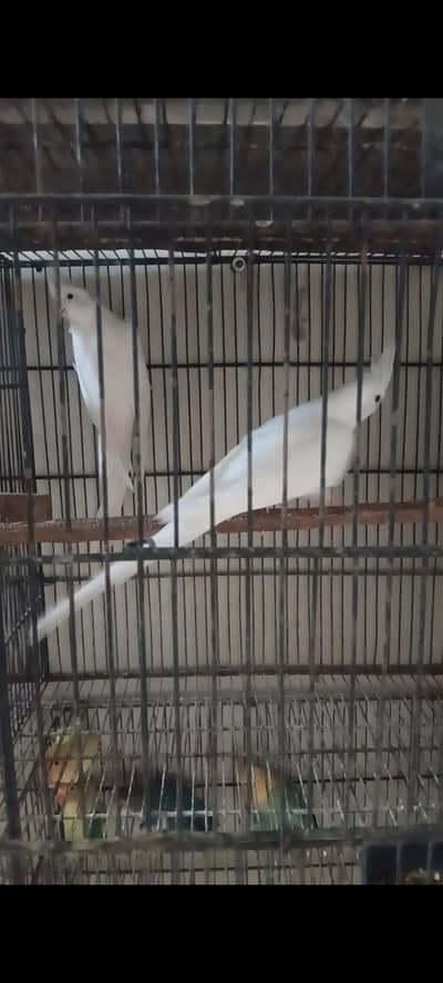 Cocktail And Lovebirds