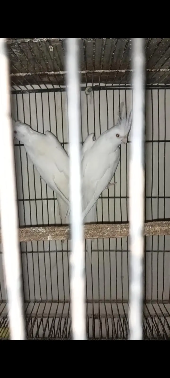 Cocktail And Lovebirds — photo 2
