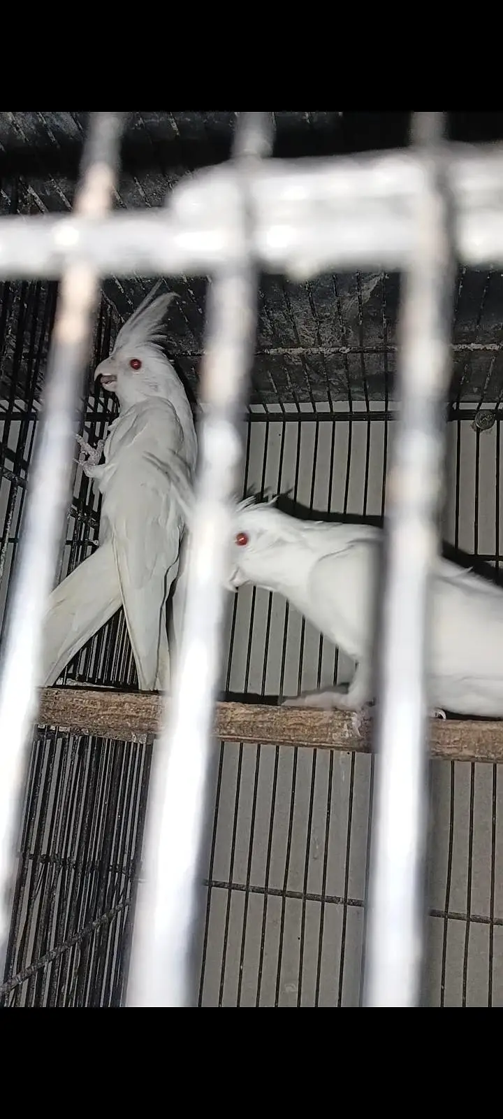 Cocktail And Lovebirds — photo 3