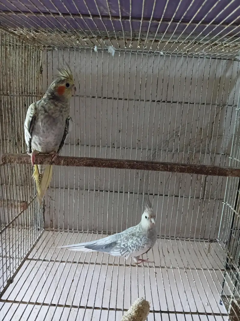 Cocktail And Lovebirds — photo 4