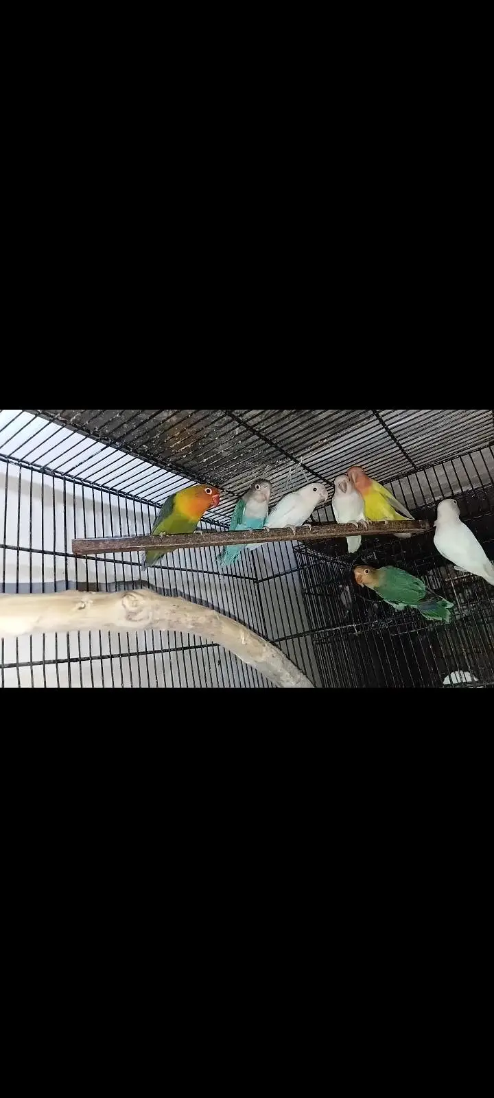 Cocktail And Lovebirds — photo 5
