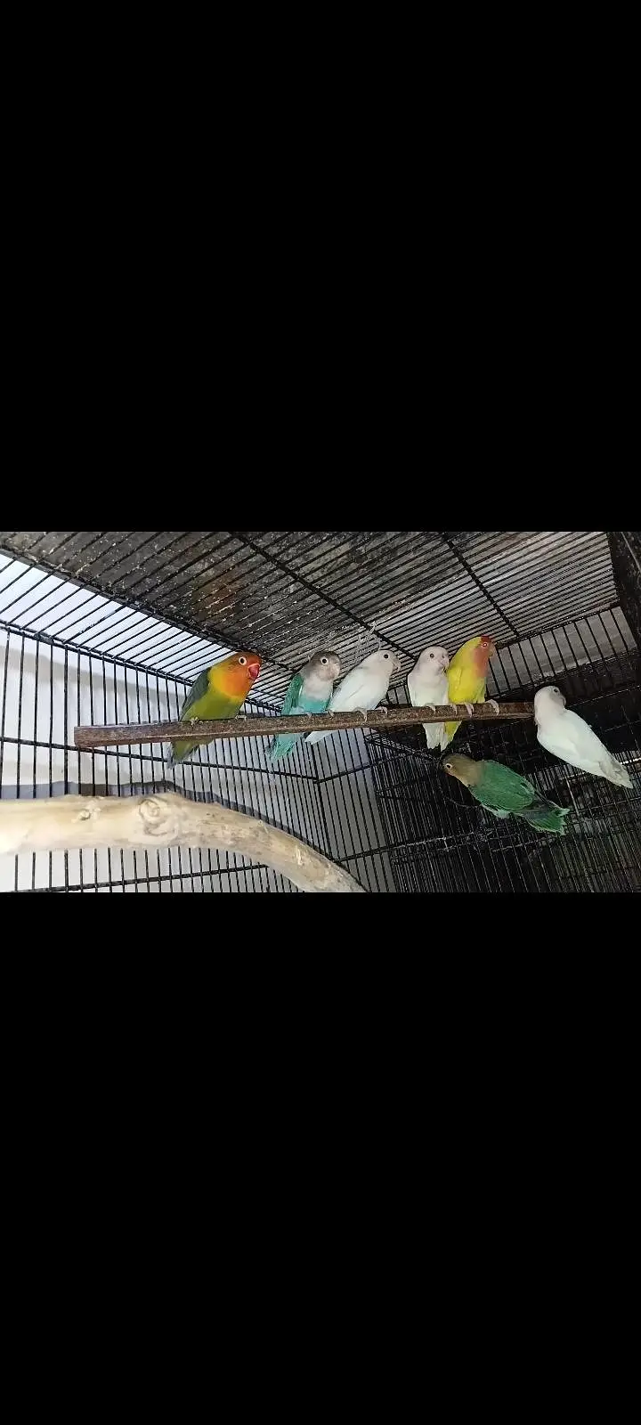 Cocktail And Lovebirds — photo 6