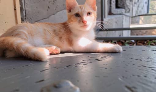 Healthy and Playful Kitten