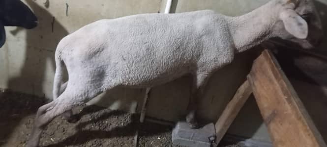 merino sheep