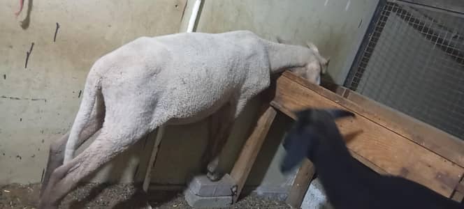 dumba ha Marino longtail for sell ha