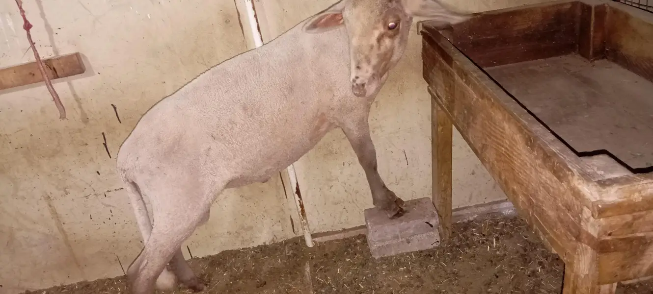 dumba ha Marino longtail for sell ha — photo 2