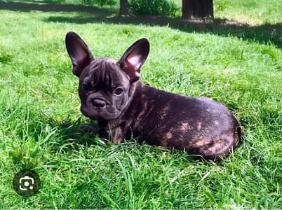 French Bulldog puppies available,