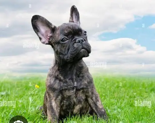 French Bulldog puppies available, — photo 2