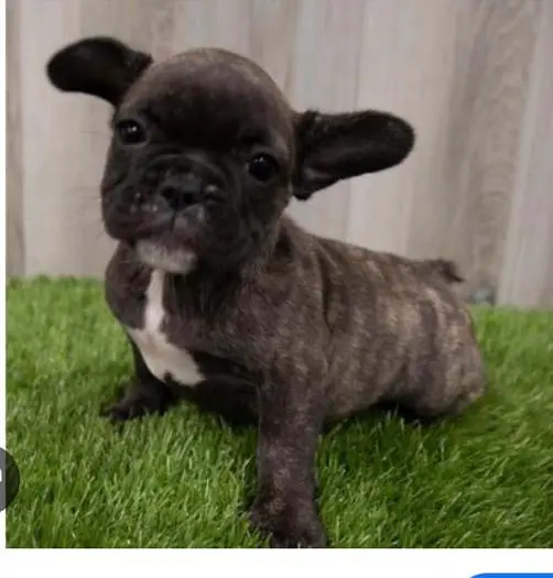 French Bulldog puppies available, — photo 3