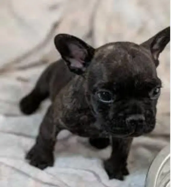 French Bulldog puppies available, — photo 4