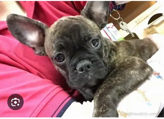 French Bulldog puppies available, — photo 5