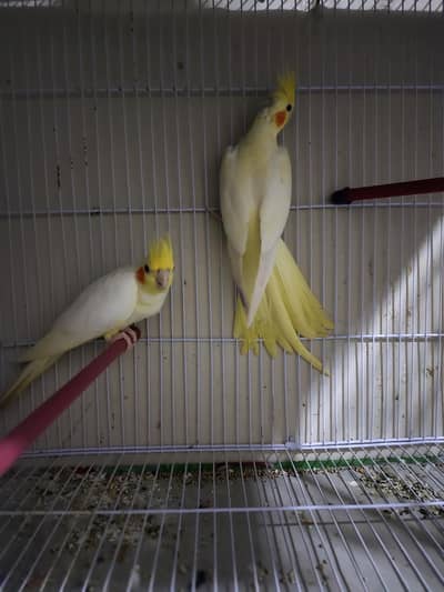 common white beautiful pair for sale