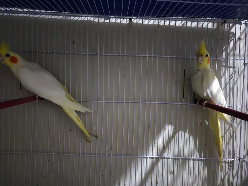 common white beautiful pair for sale — photo 2