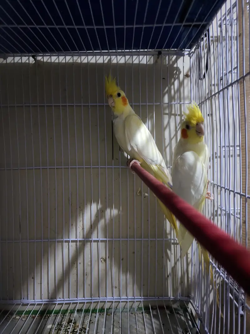 common white beautiful pair for sale — photo 3