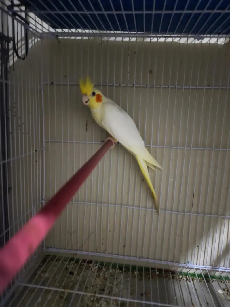 common white beautiful pair for sale — photo 4