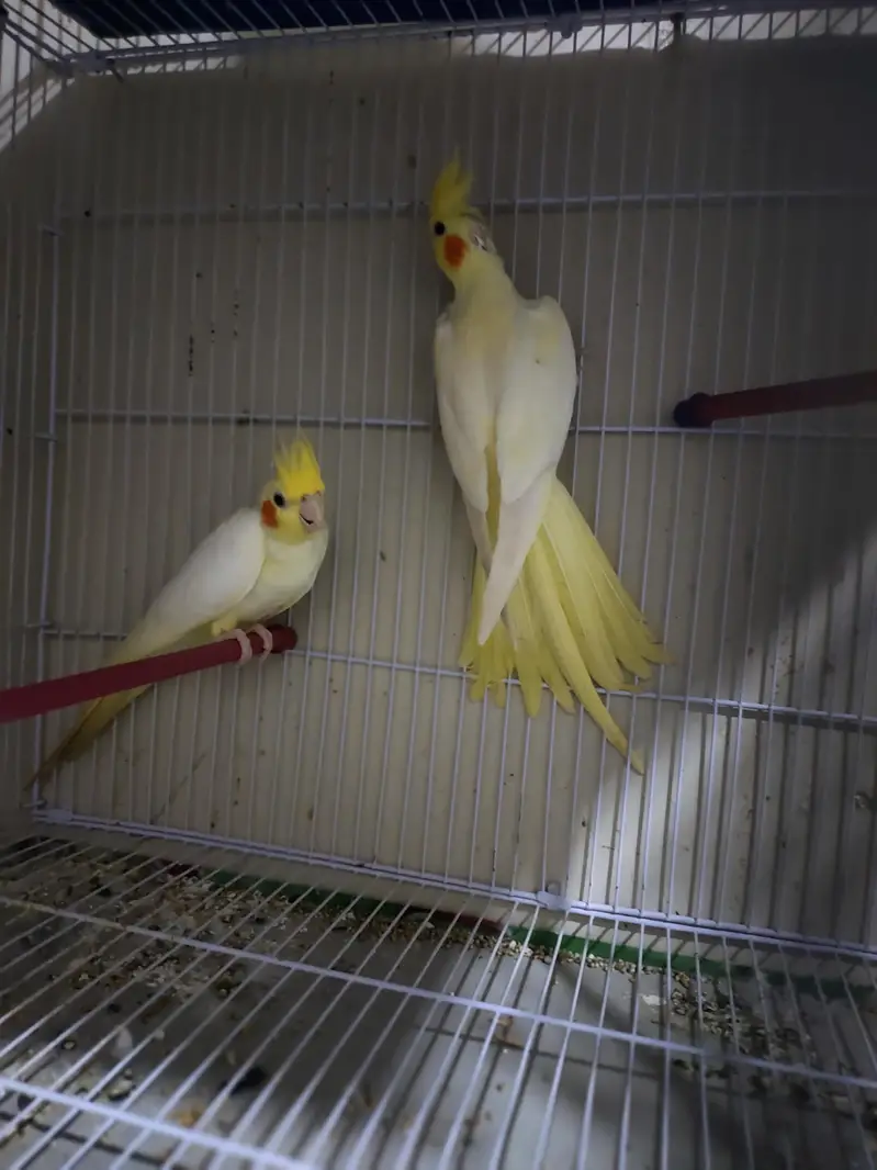 common white beautiful pair for sale — photo 6