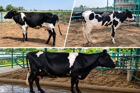 Cows for sale | Pure HF | Cross HF |Pregnant Cow