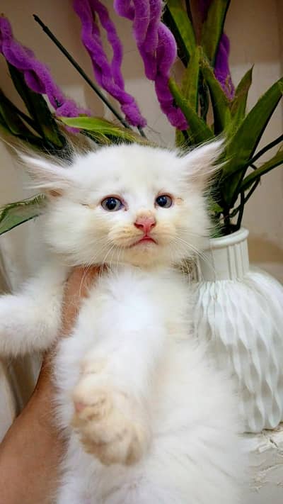 Persian kitten (discount ho jaye ga)