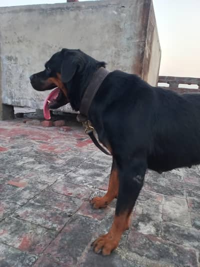 Female Pregnant rottweiler for sale.