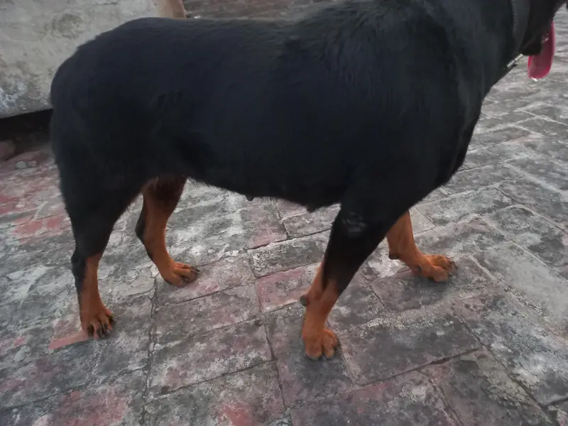 Female Pregnant rottweiler for sale. — photo 2