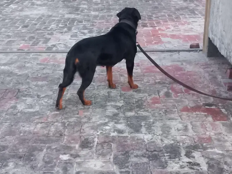 Female Pregnant rottweiler for sale. — photo 3