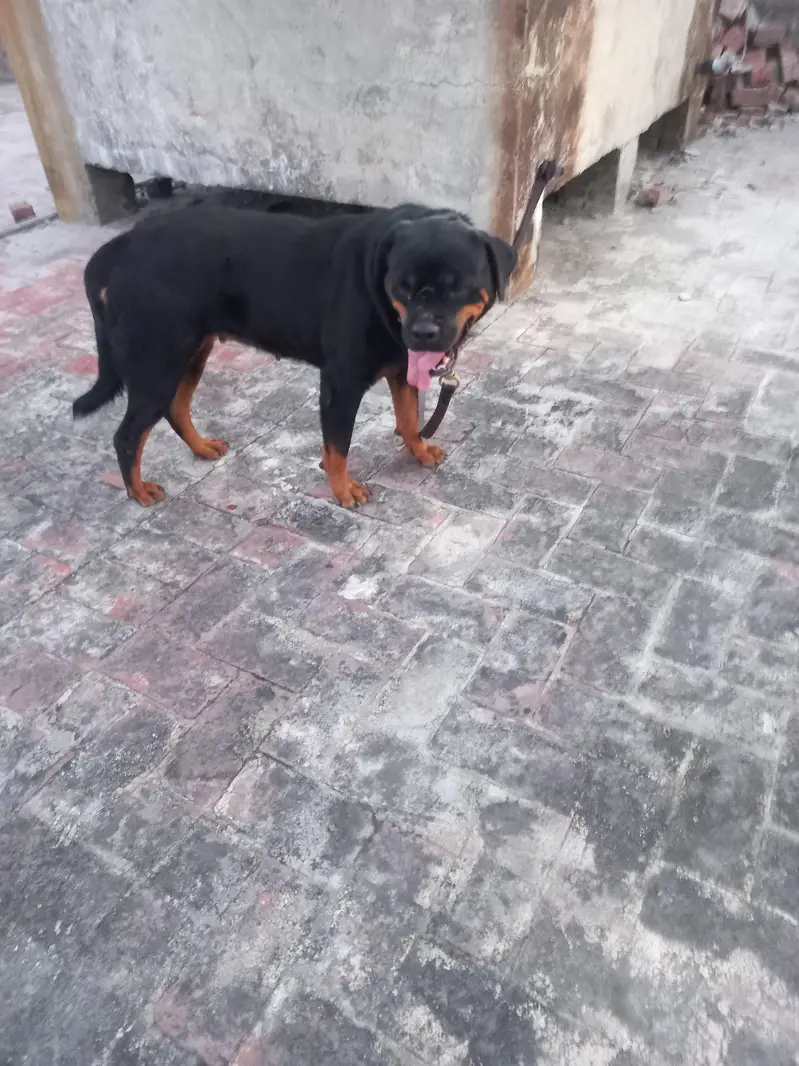 Female Pregnant rottweiler for sale. — photo 4